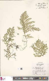 Selaginella krugii image