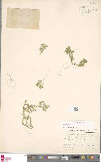 Selaginella substipitata image