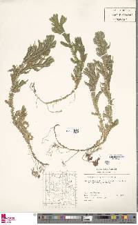 Selaginella epirrhizos image