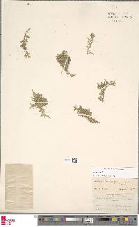 Selaginella serpens image