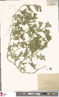 Selaginella plumosa image