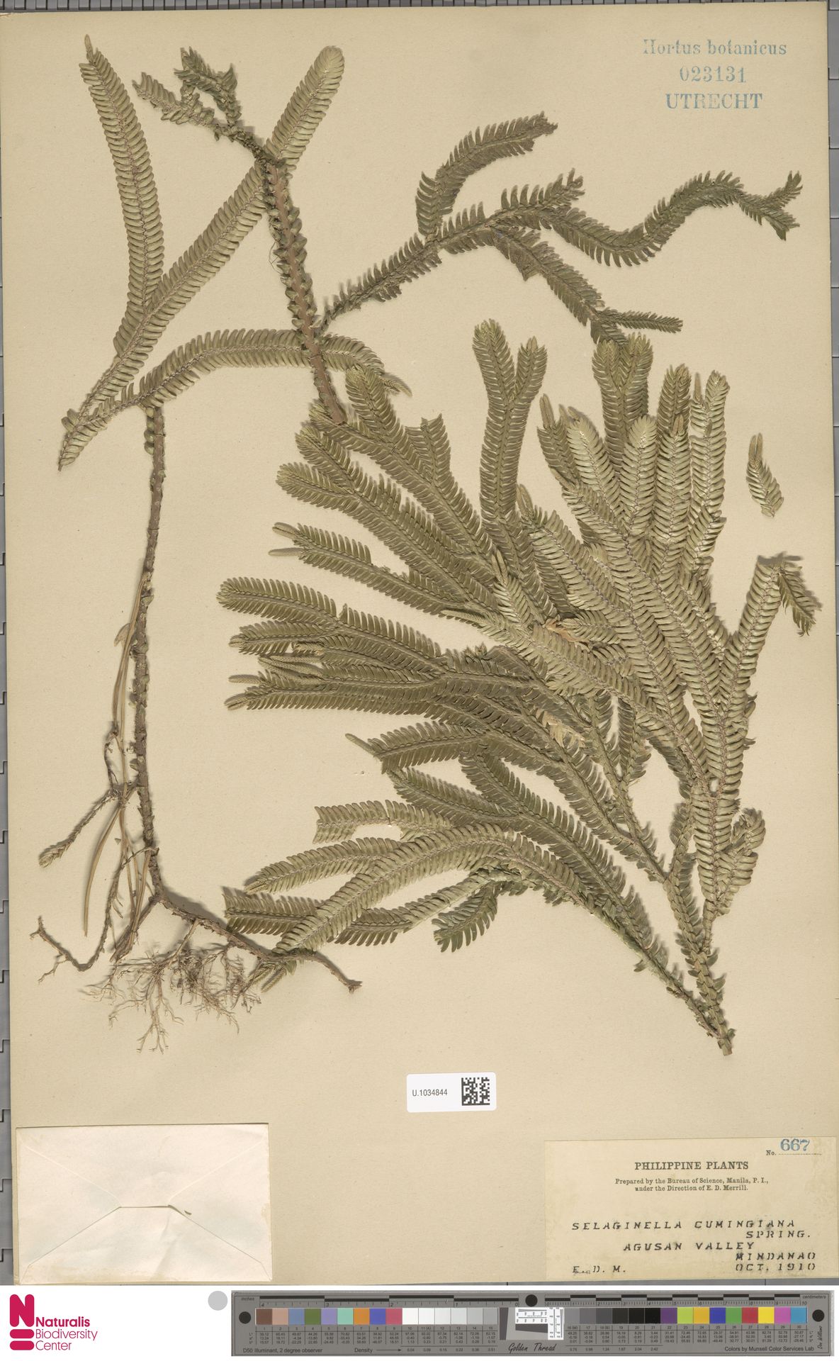 Selaginella cumingiana image