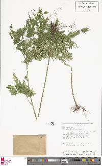 Selaginella anceps image