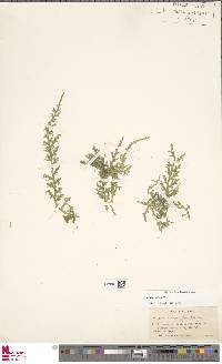 Selaginella serpens image