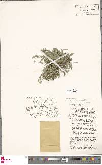 Selaginella rupestris image