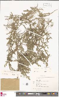 Selaginella diffusa image