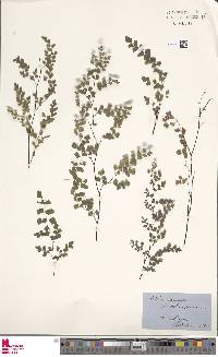 Adiantum aethiopicum image