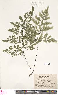 Adiantum venustum image