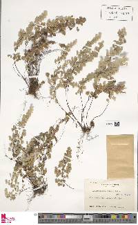 Adiantum monochlamys image