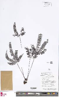 Adiantopsis radiata image