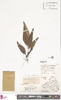 Selliguea taeniophylla image