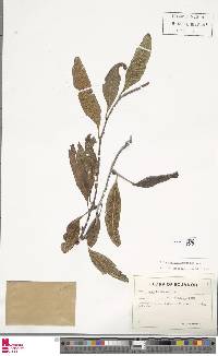 Serpocaulon levigatum image