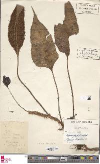 Selliguea platyphylla image