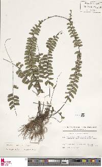 Adiantum edgeworthii image