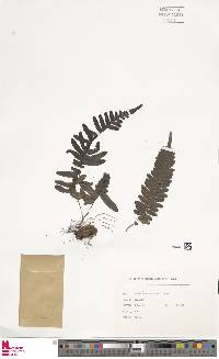 Polypodium cambricum subsp. macaronesicum image