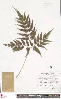 Pteris muricella image