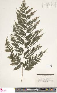 Pteris buchananii image