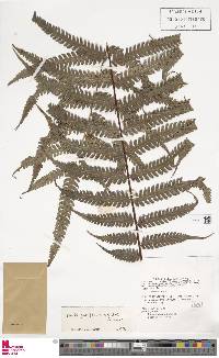 Pteris pediformis image