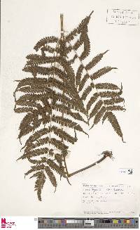 Pteris wallichiana image