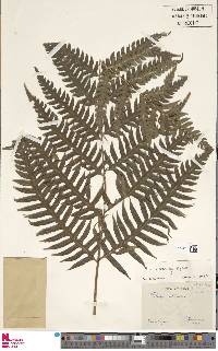 Pteris gigantea image