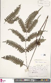 Pteris amoena image