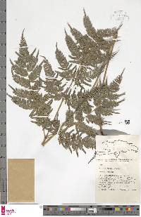 Pteris stridens image