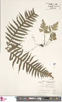 Pteris gigantea image