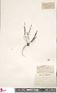 Vittaria isoetifolia image