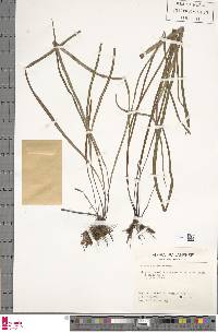 Radiovittaria stipitata image