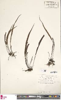 Haplopteris guineensis image