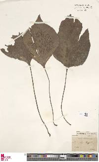 Antrophyum latifolium image