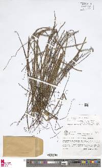 Jamesonia imbricata image