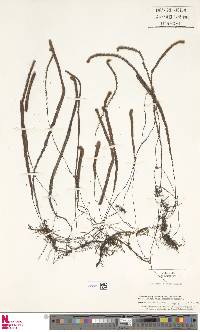 Jamesonia robusta image