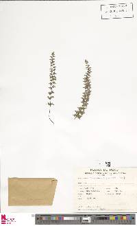 Cheilanthes mathewsii image