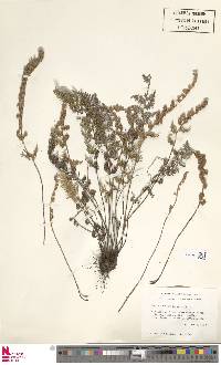 Myriopteris myriophylla image