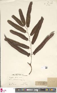 Lygodium volubile image