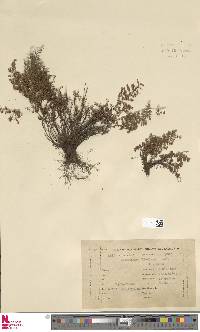 Cheilanthes juergensii image