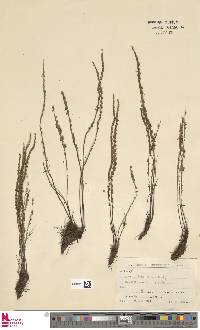 Cheilanthes mathewsii image