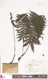 Steiropteris valdepilosa image