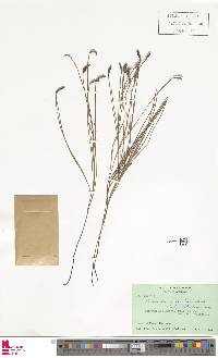 Schizaea incurvata image