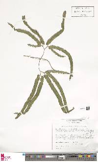 Lygodium longifolium image