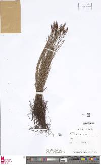 Schizaea incurvata image