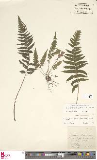 Leptogramma pilosa image