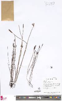 Actinostachys pennula image