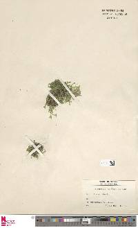 Selaginella helvetica image