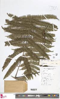 Steiropteris leprieurii image