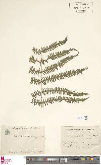 Amauropelta thomsonii image