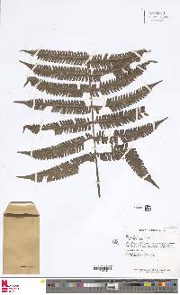 Steiropteris decussata image
