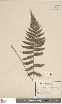 Arthropteris orientalis image