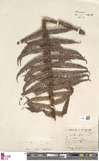 Dryopteris borreri image